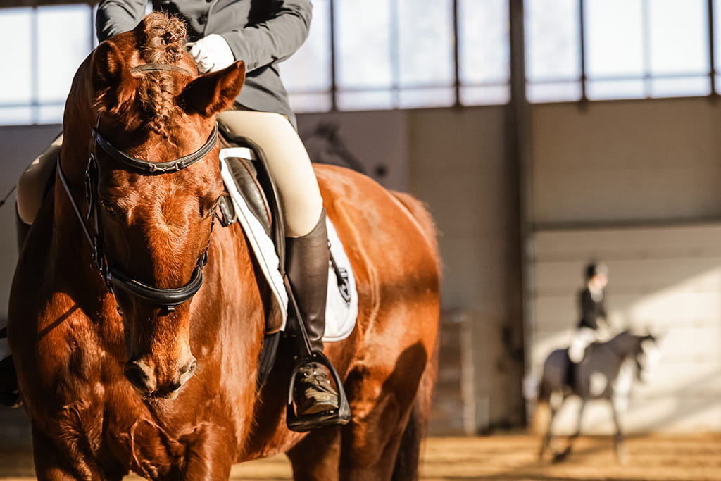 Raudoni Vakarai – žirgai ir gamta
