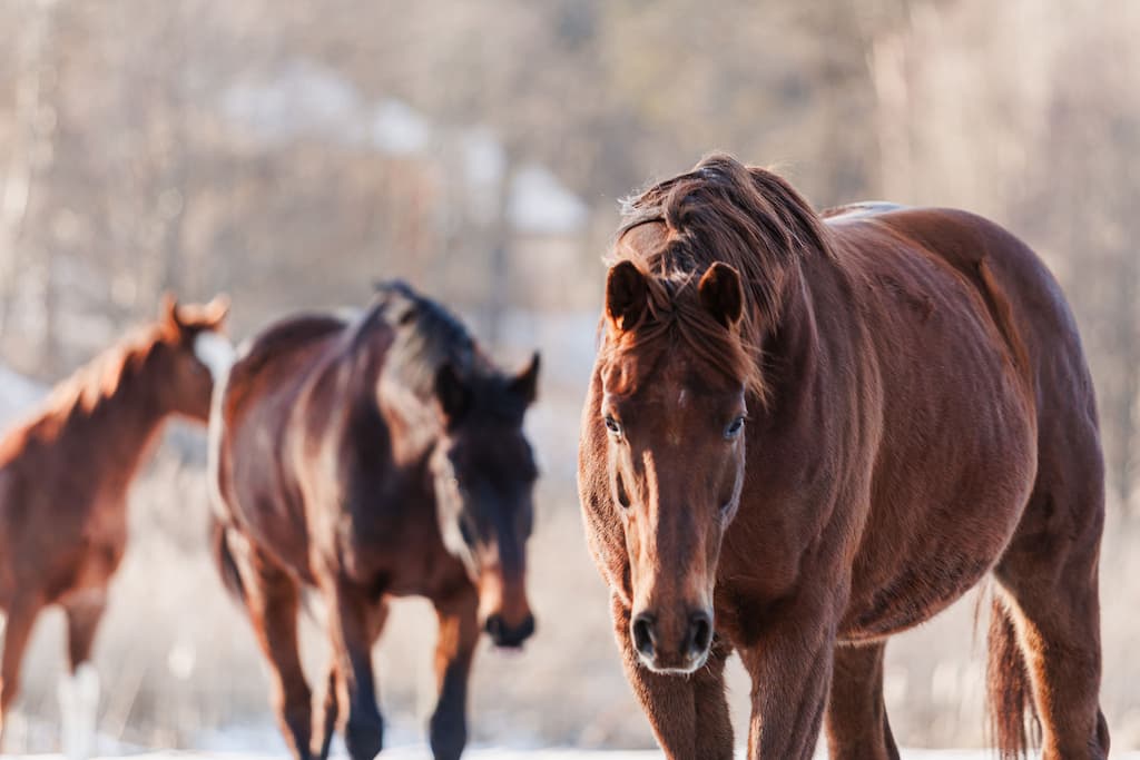 Raudoni Vakarai – žirgai ir gamta
