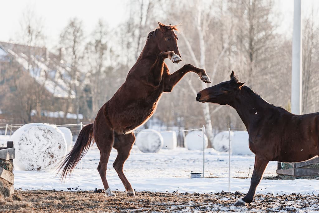 Raudoni Vakarai – žirgai ir gamta